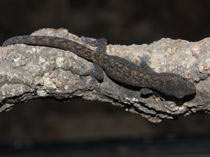 Hoplodactylus maculatus - kleine Form